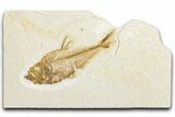 Detailed Fossil Fish (Diplomystus) - Wyoming #340132-1